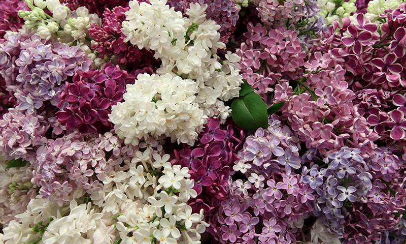 how to choose the best kind of lilac bush