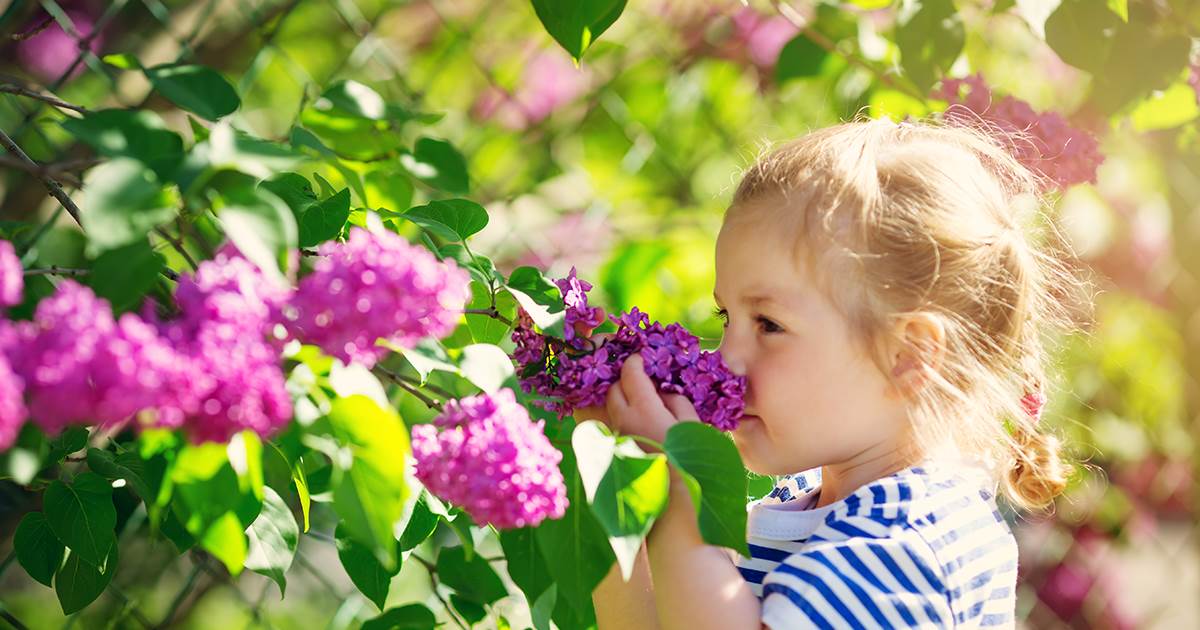 Small girl smelling lilac blossom on the bush in a garden.