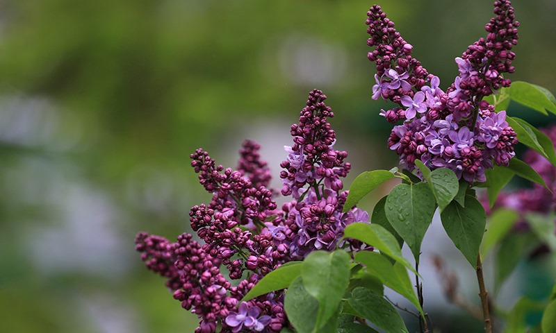 how to prune lilacs for bigger better blooms