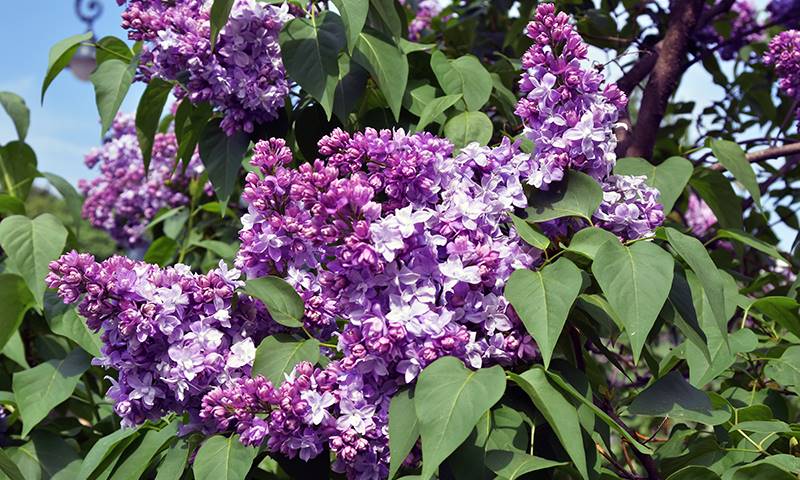 how to select the right lilac planting site