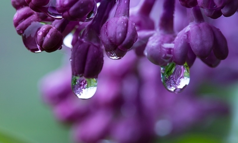 how to water and fertilize your lilac shrubs