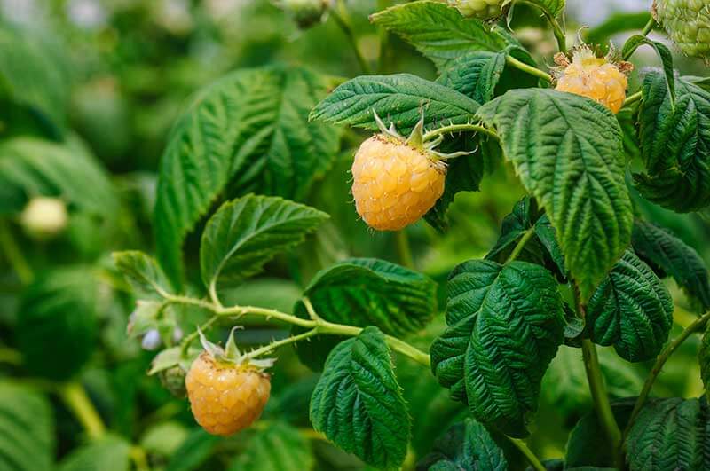 How to Plant, Grow and Harvest Blackberries and Raspberries (2022)