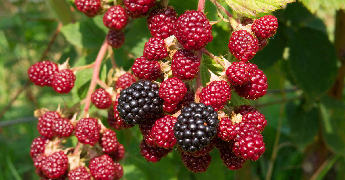 Image of Raspberries and blackberries plants