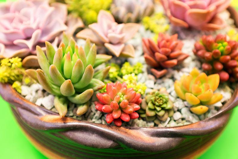 Planting Succulents with the Soil and Containers