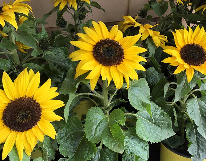 How To Grow Sunflowers