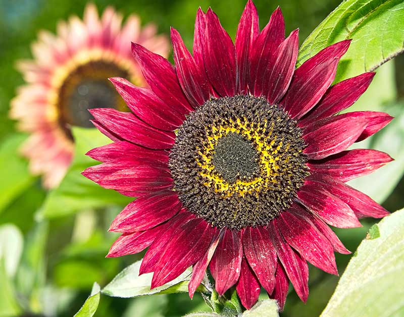 How To Grow Sunflowers