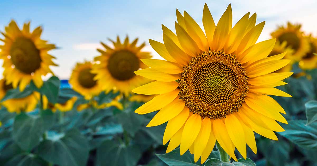 How To Grow Sunflowers