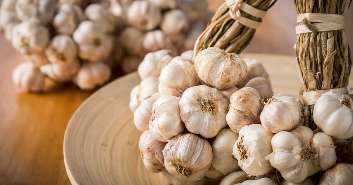 https://www.gardentech.com/-/media/project/oneweb/gardentech/images/blog/how-to-grow-your-own-garlic/garlic-header-og.jpg