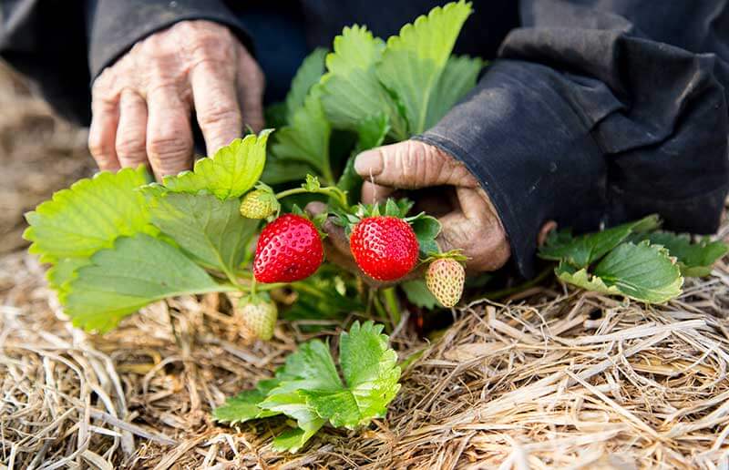 How to Grow Strawberries in Your Garden