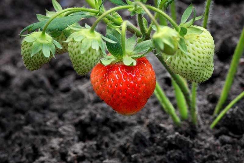 What to Look for When Buying Strawberry Plants  