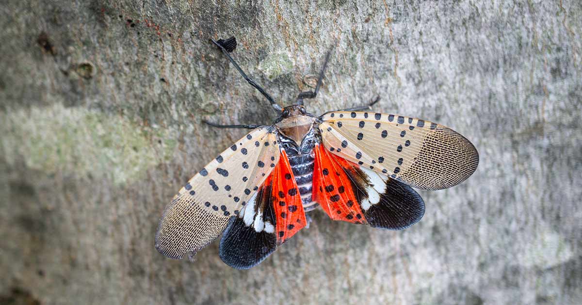 spotted lantern fly kill spotted lantern fly kill