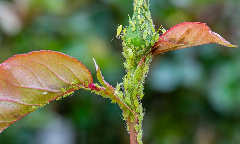 common rose pests and diseases