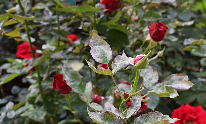 fast simple rose disease and pest control