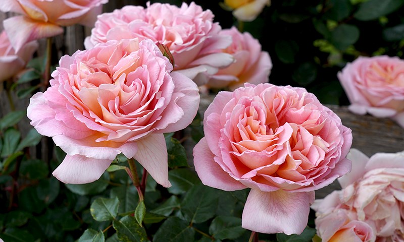 helping roses stay beautiful and thrive