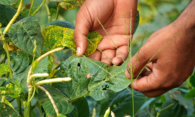 spotting pest problems