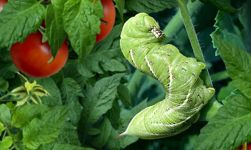 tomato hornworm