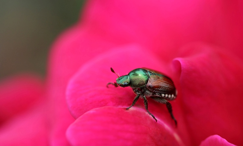 treating edible and ornamental gardens