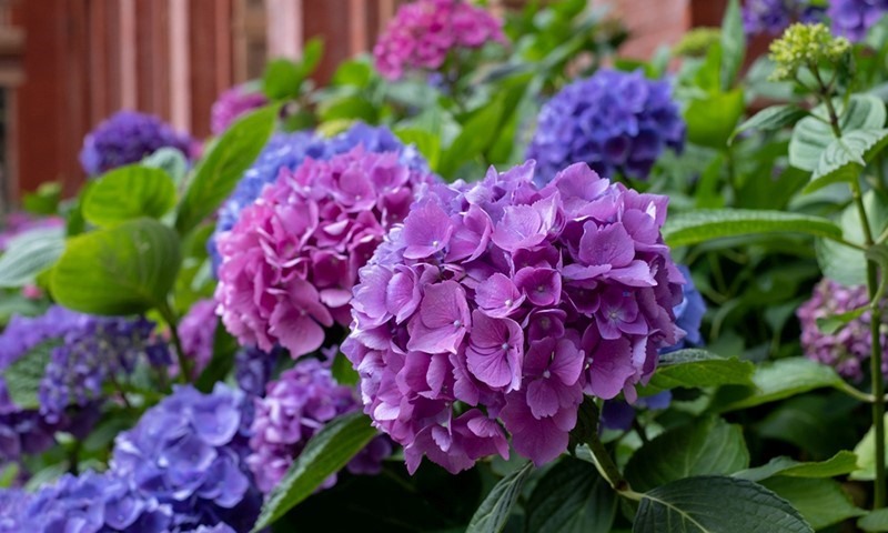 two way protection for all your gardens