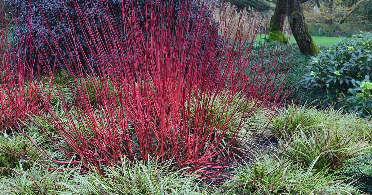 how to protect shrub dogwoods against diseases insects and mites