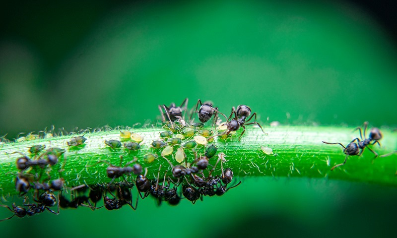 signs of garden ant problems