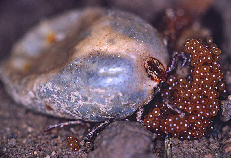how long can ticks live in a house