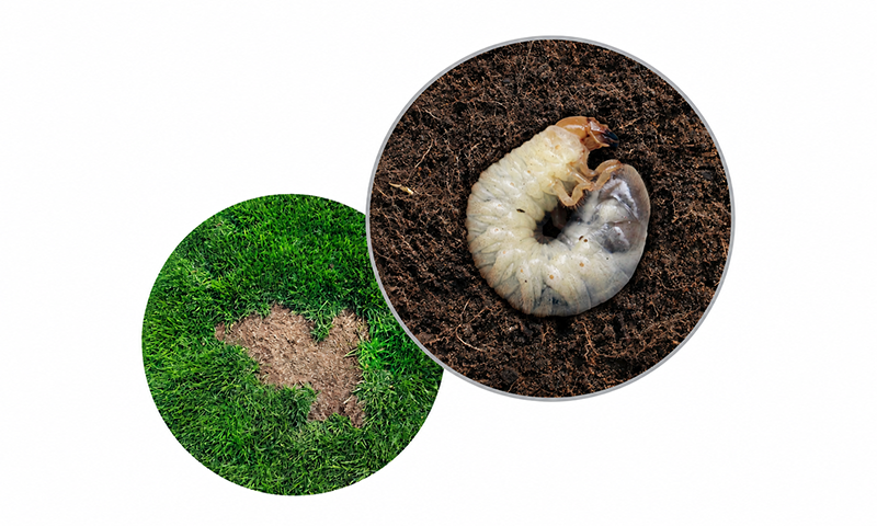 white grub damage