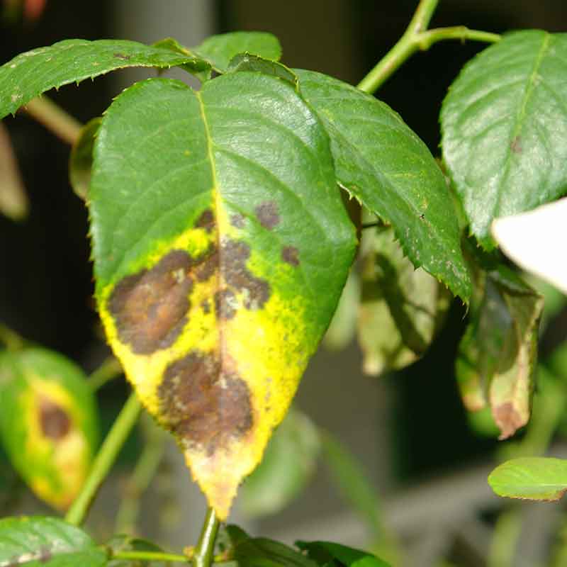 How to Identify and Control Common Plant Fungal Diseases