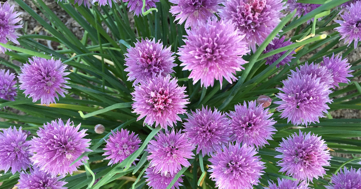 Mixing Edible and Ornamentals in Your Landscape