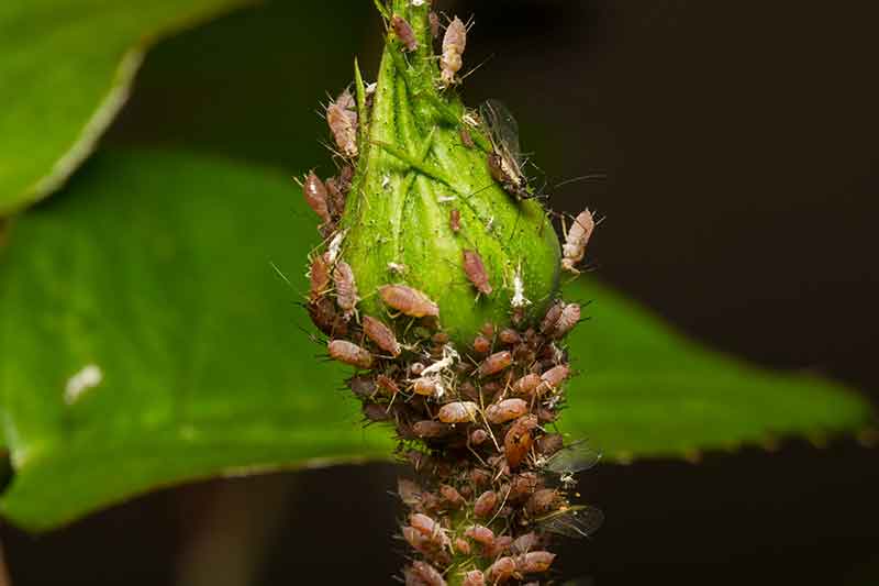 plant insect identification