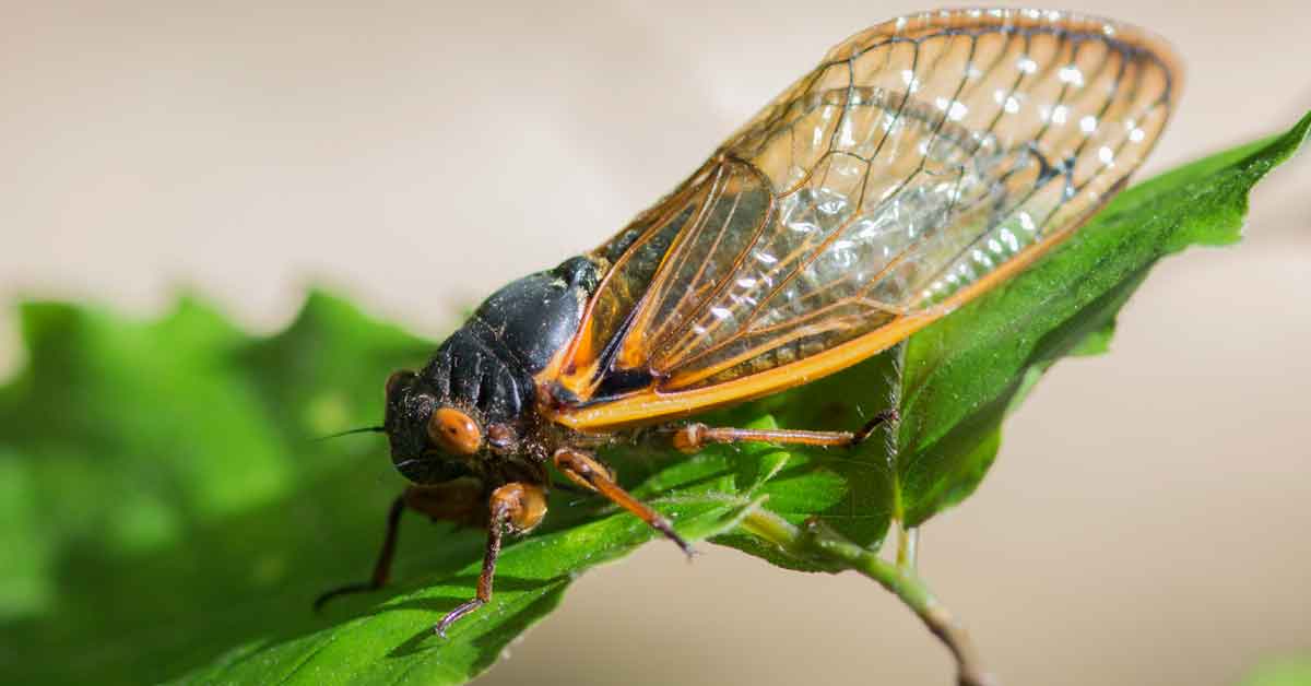 flying insect identification