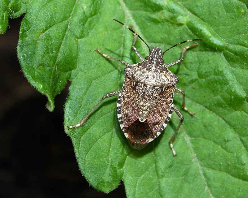 Common Plant Pests