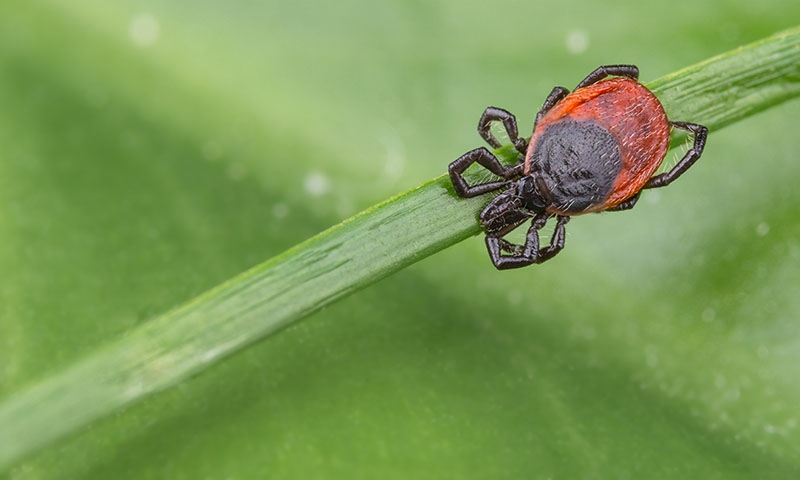 kill active edible and ornamental garden pests