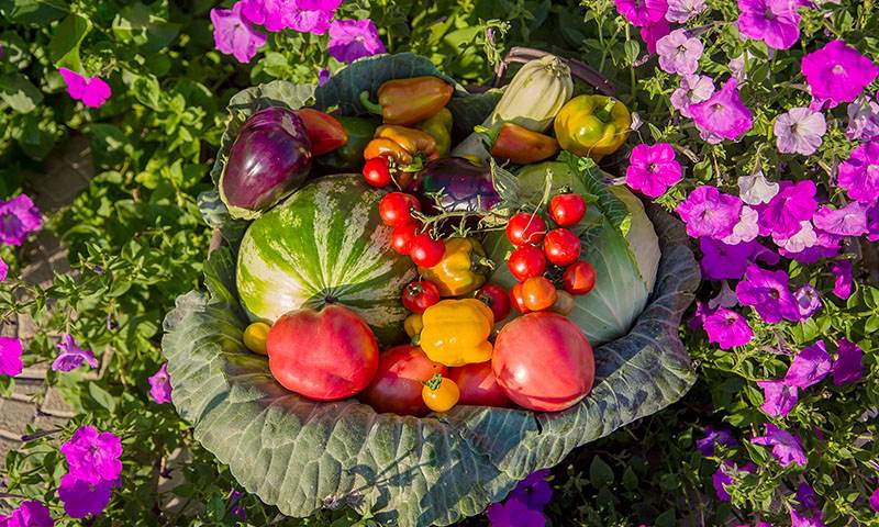 prevent edible and ornamental garden pests and their damage