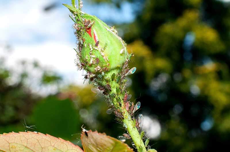 What's eating your rose leaves?