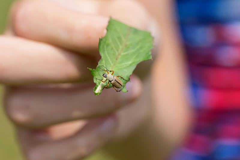 Is this the work of aphids on these rose leaves? : r/gardening