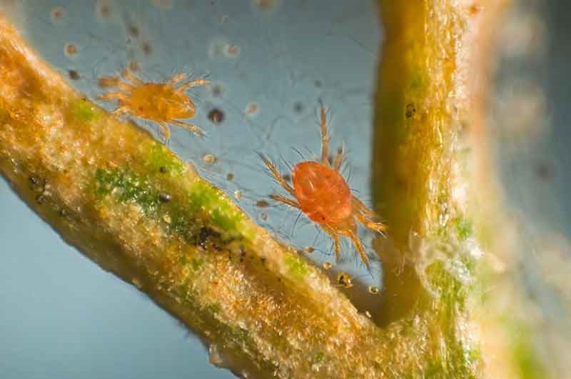 identifying spider mites