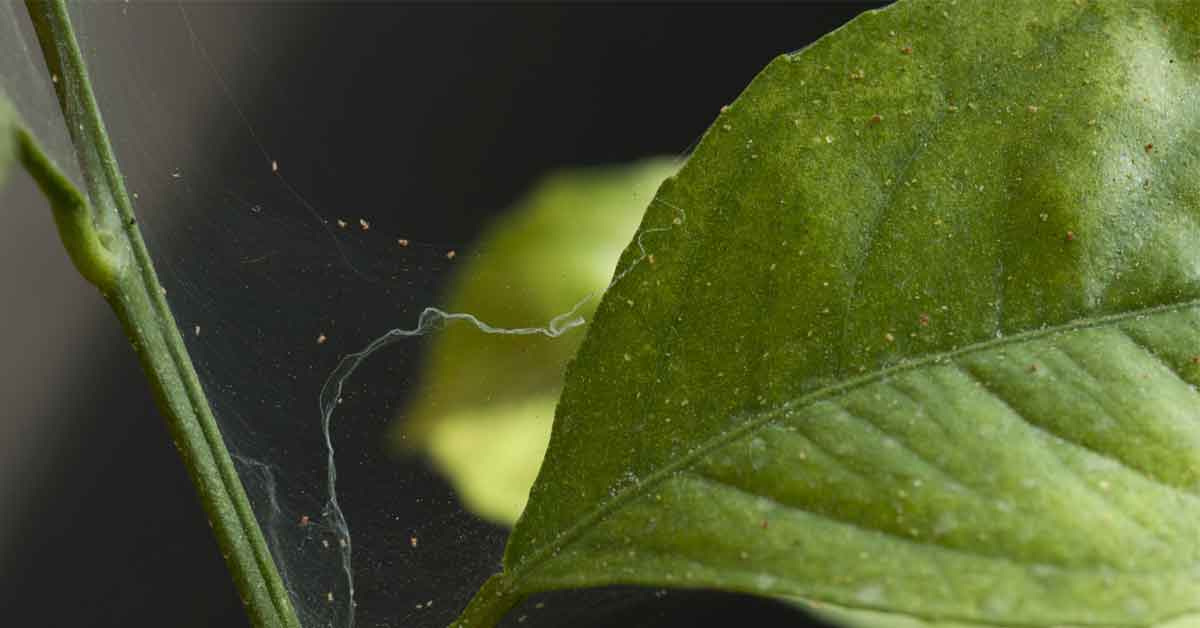 Recognizing the Damage Caused by Spider Mites to Garden Plants