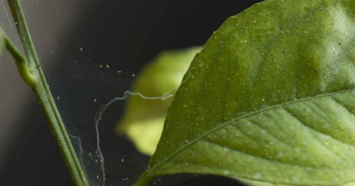 Don't Set Your Plants On Fire: How To Treat Thrips