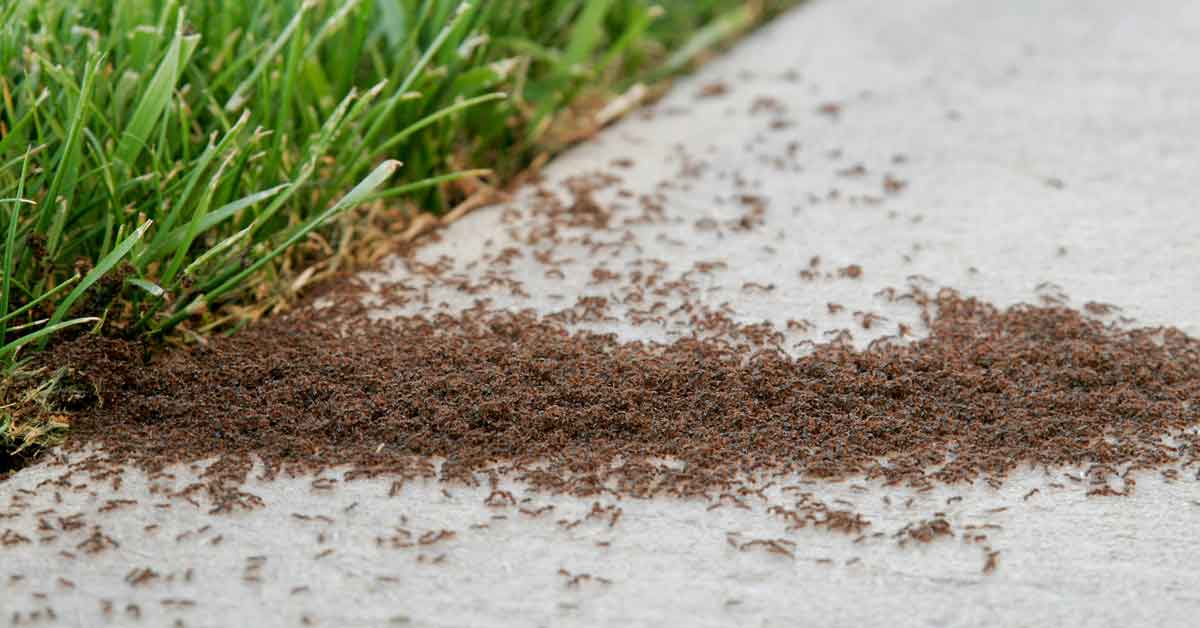 Cómo y prevenir hormigas comunes