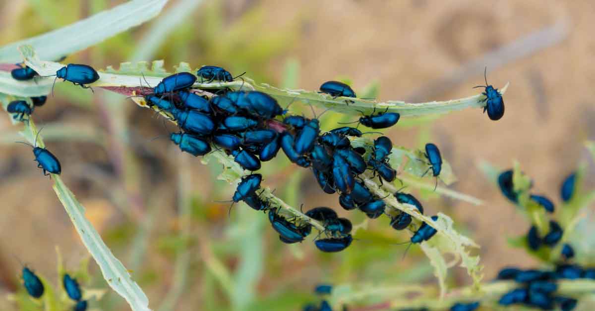 How to Kill and Prevent Flea Beetles in Your Garden
