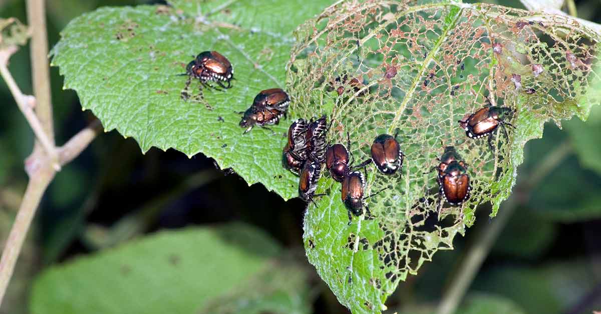 Garden pests control samples