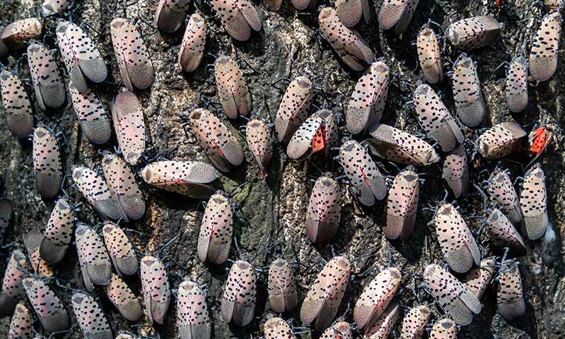 how spotted lanternflies hurt plants and property