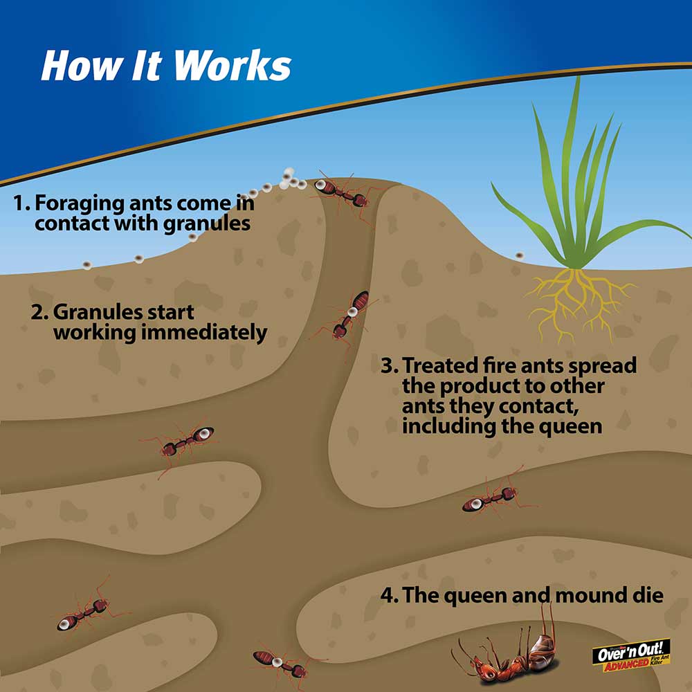 killing-ants