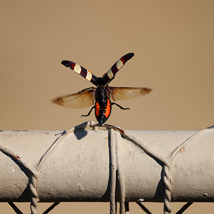 blister beetle in flight