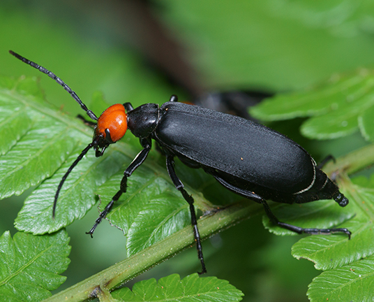 blister beetle