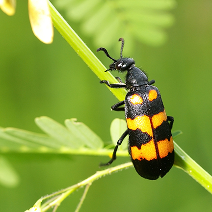 blister beetle on stem