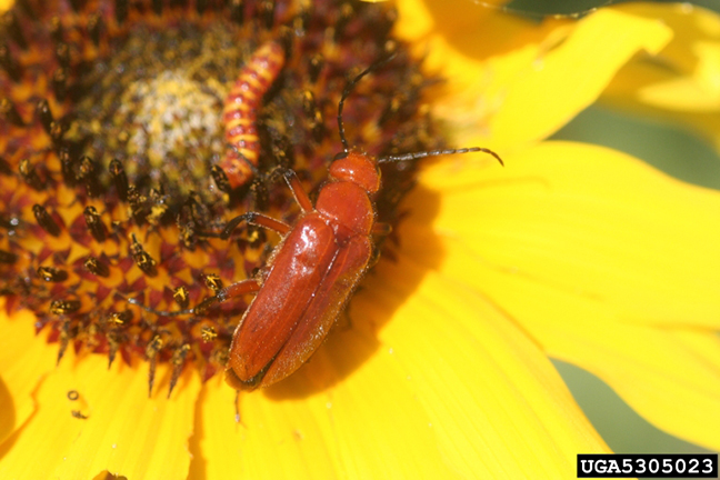 blister beetle with larvae on sunflower