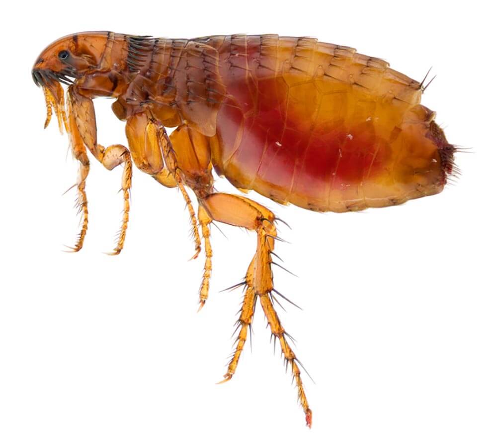 Identificación y control de las pulgas
