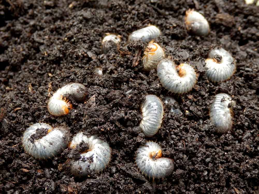 Do Grubs Hurt Plant Roots? – Black Gold