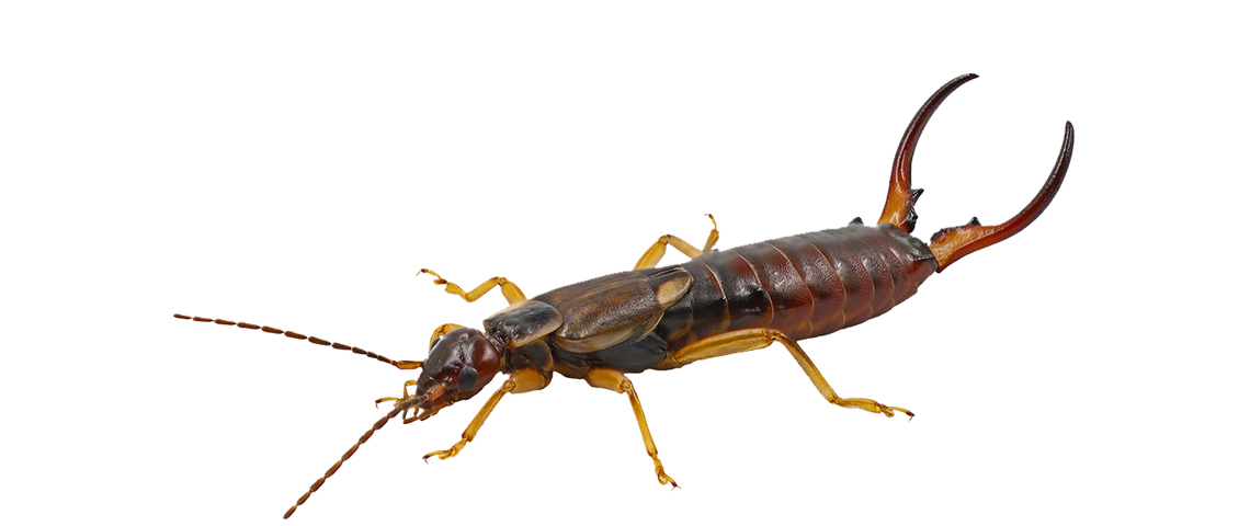 Identify and Control Earwigs